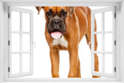 Fototapeta Naklejka Na Ścianę Okno 3D - German Boxer puppy