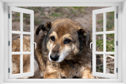 Fototapeta Naklejka Na Ścianę Okno 3D - Portrait of mongrel brown dog. Adult dog lies on grass, sad look. Spring. Outdoor. National Mutt Day. Focus point on eyes.