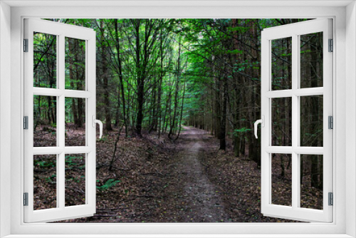 Fototapeta Naklejka Na Ścianę Okno 3D - Ein Weg im Wald 
