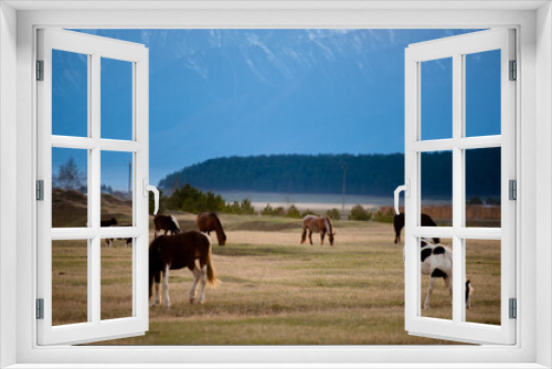 Fototapeta Naklejka Na Ścianę Okno 3D - Beautiful bay horse herd grazes in the mountains at sunset