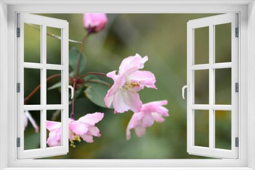 Fototapeta Naklejka Na Ścianę Okno 3D - 梅桃の花