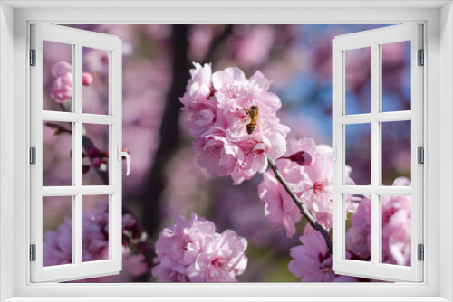 Fototapeta Naklejka Na Ścianę Okno 3D - Pink cherry blossom flowers with bee closeup
