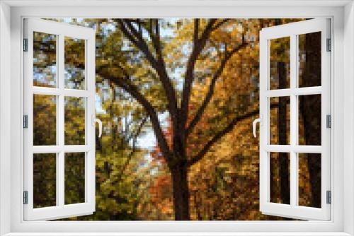 Fototapeta Naklejka Na Ścianę Okno 3D - fall trees