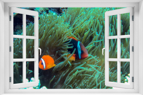 Fototapeta Naklejka Na Ścianę Okno 3D - fish on reef