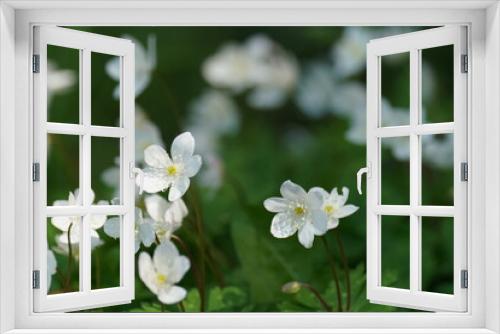 Fototapeta Naklejka Na Ścianę Okno 3D - soft wind flower