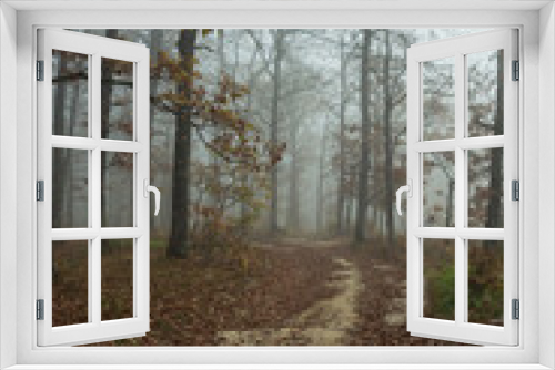 Fototapeta Naklejka Na Ścianę Okno 3D - Foggy morning in an autumn forest. A road studded with fallen brown leaves stretches between trees with sparse foliage. A beautiful, mystical autumn landscape.