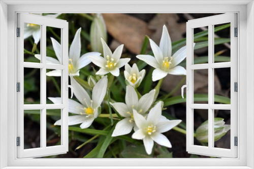 Fototapeta Naklejka Na Ścianę Okno 3D - Weiße Blüten eines Dolden-Milchsterns