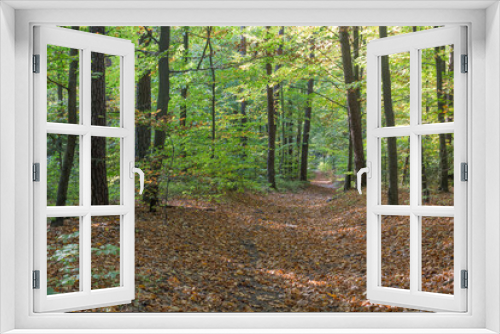 Fototapeta Naklejka Na Ścianę Okno 3D - Jesienny las w brązach i zieleni