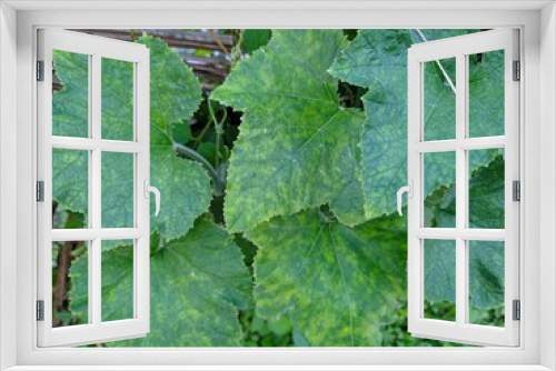 Fototapeta Naklejka Na Ścianę Okno 3D - leaves on a vine