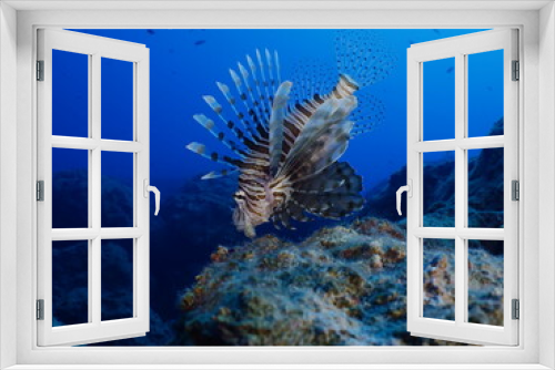 Fototapeta Naklejka Na Ścianę Okno 3D - lionfish  underwater invasive fish underwater mediterranean sea ocean scenery
