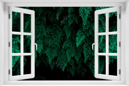 Fototapeta Naklejka Na Ścianę Okno 3D - Jungle plants with dark background