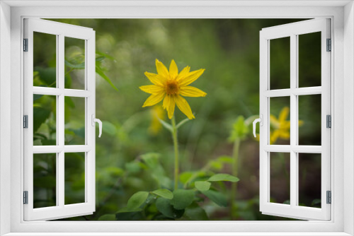 Fototapeta Naklejka Na Ścianę Okno 3D - Peaceful yellow flower