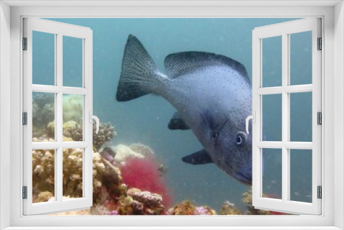 Fototapeta Naklejka Na Ścianę Okno 3D - Sweetlips fish of the red sea 
