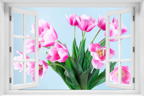 Fototapeta Naklejka Na Ścianę Okno 3D - Beautiful pink white tulips on blue background, horizontal, side view, closeup