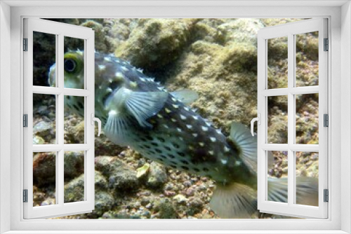 Fototapeta Naklejka Na Ścianę Okno 3D - puffer fish of red sea