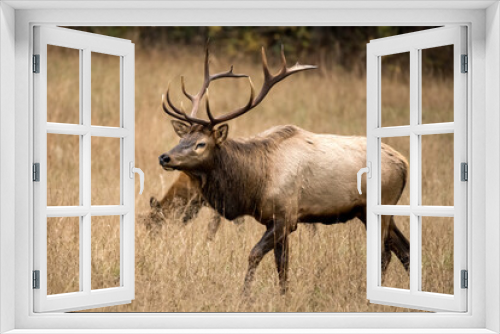 Fototapeta Naklejka Na Ścianę Okno 3D - Bull Elk Patrols Dry Grass Field