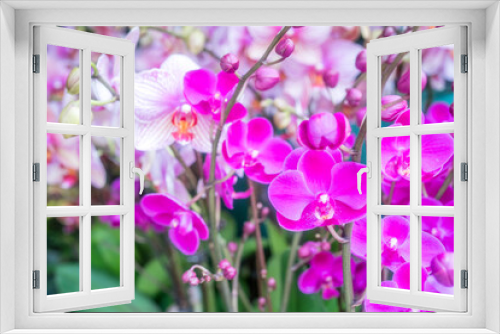 Fototapeta Naklejka Na Ścianę Okno 3D - stamen of moth orchid flower