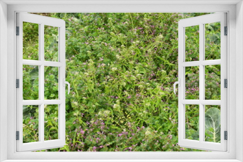 Fototapeta Naklejka Na Ścianę Okno 3D - 放置されたブロッコリー畑に咲くホトケノザ