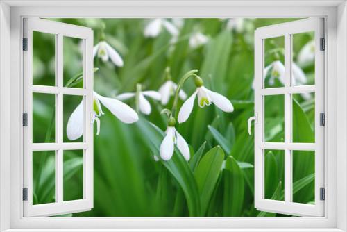 Fototapeta Naklejka Na Ścianę Okno 3D - white snowdrops flowers macro shot, natural green blurred background. Gentle spring landscape. snowdrops - symbol of spring season