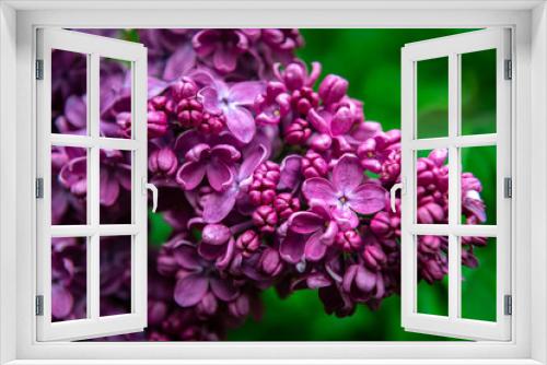 Fototapeta Naklejka Na Ścianę Okno 3D - Lilac garden trees under the rain nature spring time with free space text