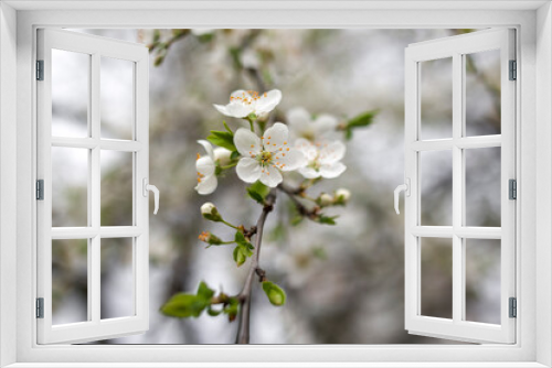 Fototapeta Naklejka Na Ścianę Okno 3D - Blooming fruit tree on a blurred natural background.