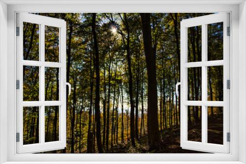 Fototapeta Naklejka Na Ścianę Okno 3D - Waldlandschaft im Frühling 
