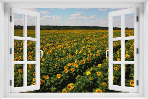 Fototapeta Naklejka Na Ścianę Okno 3D - Aerial drone view flight over sunflower field on sunny summer day. Countryside landscape and panoramic view with blooming yellow sunflower flowers. Agricultural fields and farmland lands. Crop fields