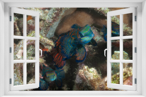 Fototapeta Naklejka Na Ścianę Okno 3D - Pesci mandarino, Synchiropus splendidus, in accoppiamento