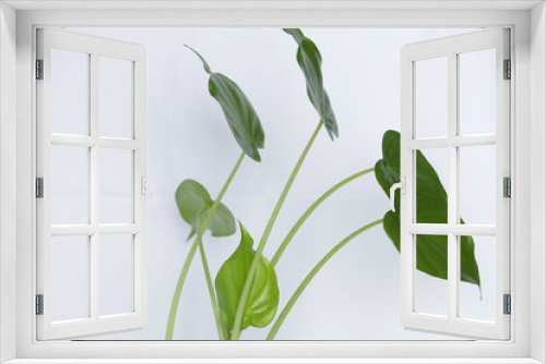 Fototapeta Naklejka Na Ścianę Okno 3D - Linda planta com folhagem verde num vidro com agua e pedra branca.