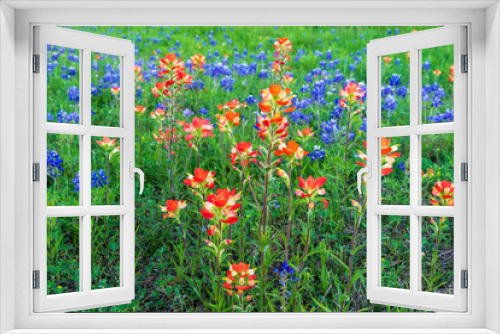 Fototapeta Naklejka Na Ścianę Okno 3D - Texas Bluebonnet Wildflowers in the Spring