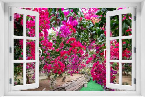 Fototapeta Naklejka Na Ścianę Okno 3D - 色鮮やかなブーゲンビリア