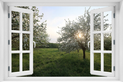 Fototapeta Naklejka Na Ścianę Okno 3D - blooming apple orchard spring background branches trees flowers nature