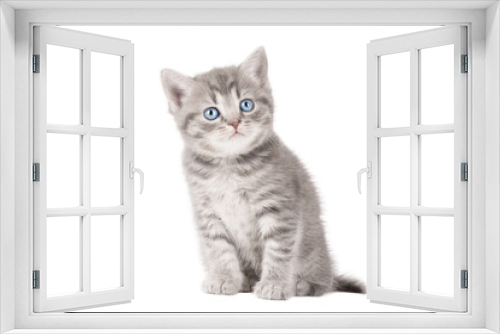 Fototapeta Naklejka Na Ścianę Okno 3D - Little gray kitten scottish straight with blue eyes isolated