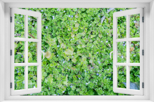 Fototapeta Naklejka Na Ścianę Okno 3D - 緑の葉っぱのテクスチャ