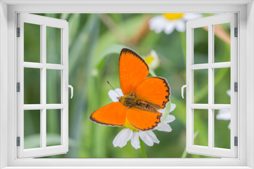 Fototapeta Naklejka Na Ścianę Okno 3D - Motyl czerwończyk nieparek na kwiecistej łące