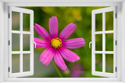 Fototapeta Naklejka Na Ścianę Okno 3D - Pink cosmos flower (Cosmos Bipinnatus) with blurred background,soft focus