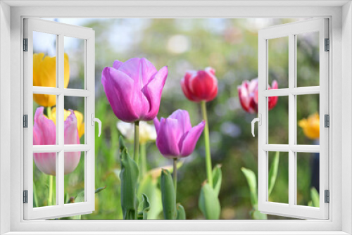 Fototapeta Naklejka Na Ścianę Okno 3D - チューリップ/ Tulips