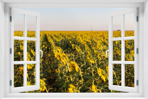 Fototapeta Naklejka Na Ścianę Okno 3D - Field of sunflowers in summer