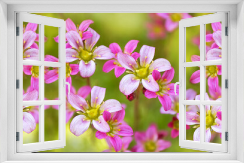 Fototapeta Naklejka Na Ścianę Okno 3D - Small unusual pink saxifrage flowers on a large-format unfocused background. Close-up of blooming moss. Banner