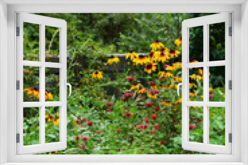 Fototapeta Naklejka Na Ścianę Okno 3D - Flowering Rudbeckia in the garden, Armenia