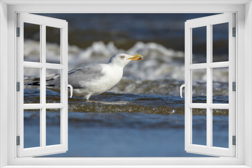 Fototapeta Naklejka Na Ścianę Okno 3D - Sea gull standing in the water at a beach in the north of Denmark at a windy day in spring and drinking.