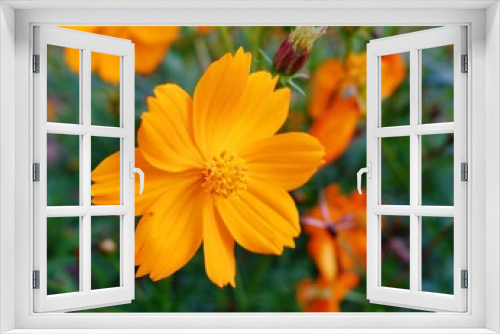 Fototapeta Naklejka Na Ścianę Okno 3D - Natural background of Cosmos sulphureus, yellow cosmos flowers blooming in the garden on green background. flower in the morning. macro photo