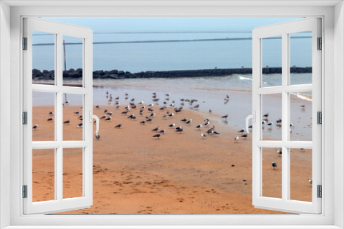 Fototapeta Naklejka Na Ścianę Okno 3D - Lots of seagulls on the beach in Chipiona, Spain