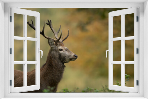Fototapeta Naklejka Na Ścianę Okno 3D - red deer stag cervus elaphus isolated from the background during the autumn rut