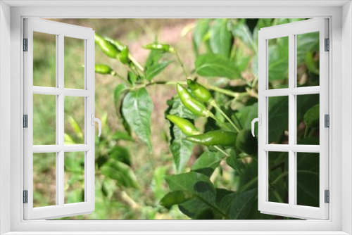 Fototapeta Naklejka Na Ścianę Okno 3D - Green chili peppers in nature with green background
