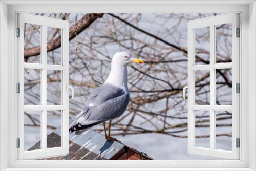 Fototapeta Naklejka Na Ścianę Okno 3D - Herring Gull (Larus argentatus) in park pond