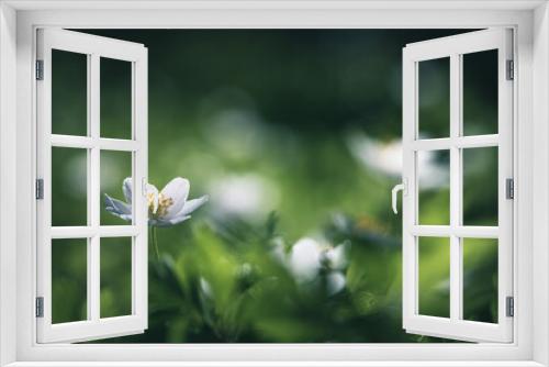 Fototapeta Naklejka Na Ścianę Okno 3D - spring flowers wood anemone selective focus
