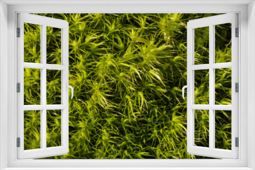 Fototapeta Naklejka Na Ścianę Okno 3D - Green moss background