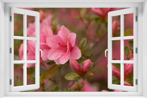 Fototapeta Naklejka Na Ścianę Okno 3D - Pretty Azalea Blooms And Buds In Garden