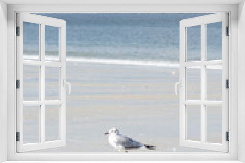Fototapeta Naklejka Na Ścianę Okno 3D - Seagull in the sand on the beach